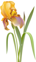 fleur d'iris transparente png