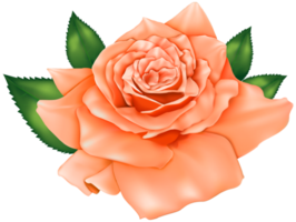 hermosa rosa naranja