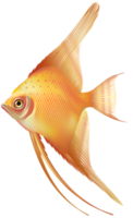 simpatico esotico pesce png