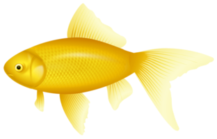 giallo pesce trasparente png