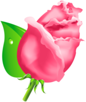 capullo de rosa flor transparente png