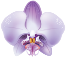 orchidée violette transparente png