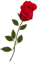 Beautiful Stem Red Rose