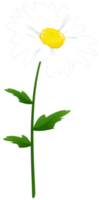 flor de manzanilla transparente png