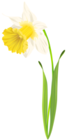 gele narcis bloem transparant png