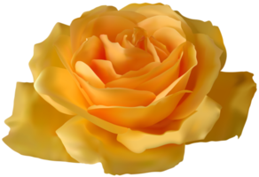 gelbe Rose transparent png