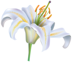 White Lily Flower png
