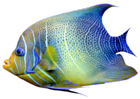 pez realista azul y amarillo png