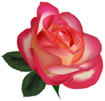 belle rose transparente png