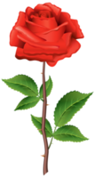 haste rosa vermelha png