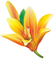 gelbe Lilienblume png