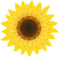 flor de girassol transparente png