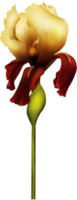 fleur d'iris transparente png