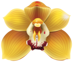 orchidée jaune transparente png