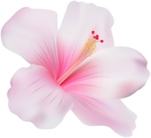 roze hibiscus transparant png