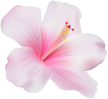 hibisco rosa transparente png