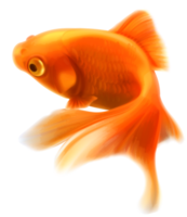 Gold Fish Transparent png