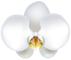 orchidée blanche transparente png