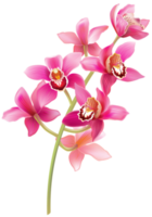 tiges d'orchidées roses png