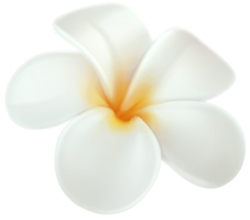 Plumeria Flower Transparent png