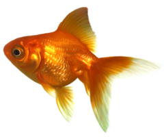 realistisk guldfisk transparent png