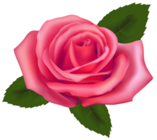 linda rosa rosa png