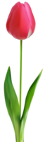 fleur de tulipe transparente png