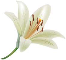 White Lily Flower png