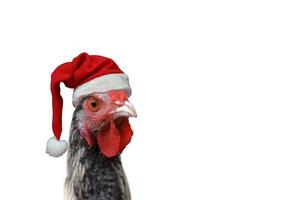 Hen with Santa Claus hat isolated on white. Hen with red and white hat on her head. Christmas hen. photo