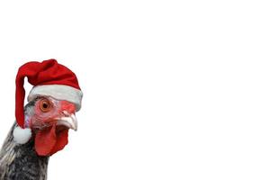 Hen with Santa Claus hat isolated on white. Hen with red and white hat on her head. Christmas hen. photo