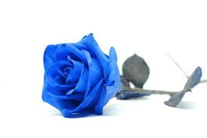 Blue rose. Blue rose close up on white background, toned photo