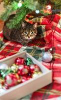 Mackerel beige Tabby striped cat sitting by Christmas tree decorated with balls and garland ligths on red blanket Chinese New Year holidays decorations