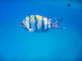 closeup view from a single indopazific sergeant fish in the blue water while snorkeling in egypt photo