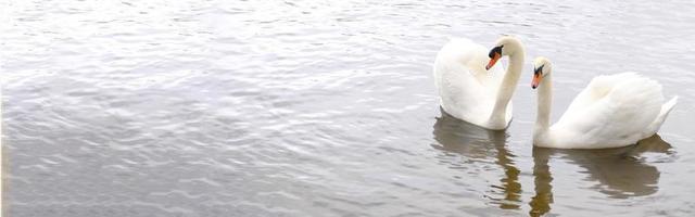 un par de cisnes blancos nadan en el agua. el símbolo del amor y la fidelidad son dos cisnes que forman un corazón. paisaje mágico con aves silvestres - cygnus olor. imagen tonificada, pancarta en colores naturales, espacio de copia. foto