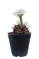 flor blanca de cactus o gymnocalycium variegata florecen en la olla de plástico negro aislado sobre fondo blanco incluido camino de recorte. foto