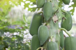 Papaya fruit on tree with sunlight in the garden. photo