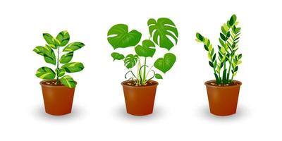 Zamiokulkas Dollar Tree, Ficus and Monstera plant in pot isolated on white background. Decorative plant for home interior or office. Room flower. Vector illustration.