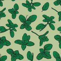 Basil Pattern. Italian herbs. Marjoram pattern. vector