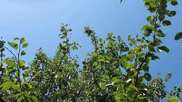 pears grow on branches against the blue sky. fruit ripening in the garden video