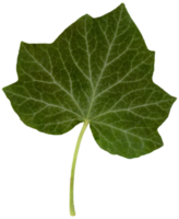 Ivy leaf isolated png