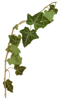 Ivy twig and leaves png