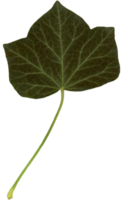 hoja de hiedra aislada png