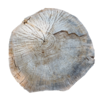 Tree trunk section with transparent background png