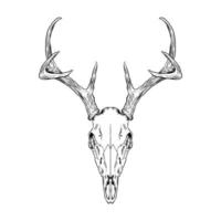 Skull Deer head vector