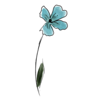 Flower in watercolor and pencil on a transparent background. Isolated. png