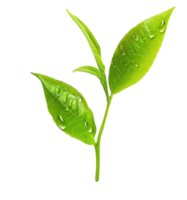 hojas de té frescas con rocío en la superficie de la hoja png