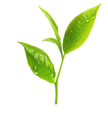 Tea Leaves PNGs for Free Download