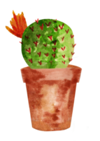 Blooming cactus watercolor. Isolated objects. png