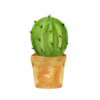 Blooming cactus watercolor. Isolated objects. png