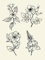 ilustración vectorial de hierbas de té. esbozar dibujos monocromáticos de menta, rosa mosqueta, hibisco, jazmín. conjunto de elementos de diseño de té de hierbas. vector